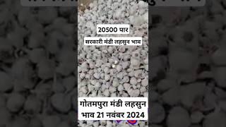 गोतमपुरा मंडी लहसुन भाव 21 नवंबर 2024