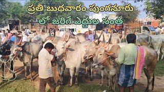 Best Price Bulls Market in Punganur (Chittoor district)