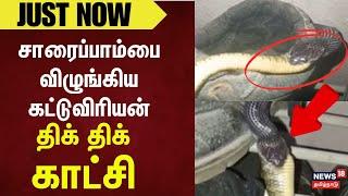 Shocking Video | சாரைப்பாம்பை விழுங்கிய கட்டுவிரியன்திக் திக் காட்சி | Snake Viral Video | Cuddalore