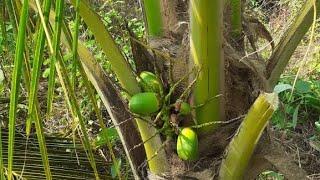 8830040793/8879307716 वाशिम, रिसवड साठी नारळ लोडींग#नारळ लागवड माहिती#Coconut farming#फळझाडे नर्सरी