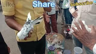 Low ₹$ 🐇🕊️🐦 Pigeon Market Dhule Kaboter Bajar Part7 Mandi धुळे कबूतर बाज़ार 25#6#24 دھولیہ کبوتربزار