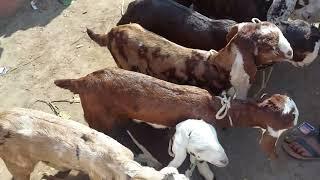 बच्चो की मंडी || Goat kids Market in Lucknow || "लखनऊ की खूबसूरत बकरा मंडी | नस्लें, कीमते