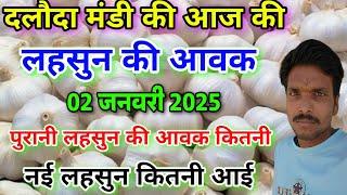 दलोदा मंडी आज की लहसुन की आवक 2 जनवरी 2025 |garlic arrival today daloda mandi