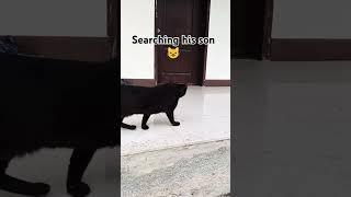 Black cat searching his son 😺