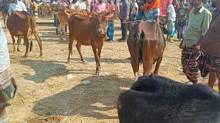 ঘোড়াঘাট থানা রানীগঞ্জ হাটে ক্রস হাড্ডি সার গরুর দাম জানুন