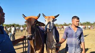 विदर्भातील रेसिंग चे बैईल   🐎 गोंदिया जिले में  पट की संख्या बढ़गई 🚩🔱 बैलगाडा शर्यत