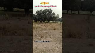 #video || टड़िया | रुचा के बगीचा महम्मदपुर रिविलगंज