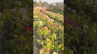 Tulika Nursery | Udalguri