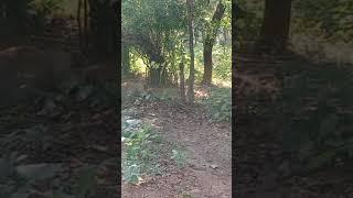 Lion in Rajgir Jungle Safari