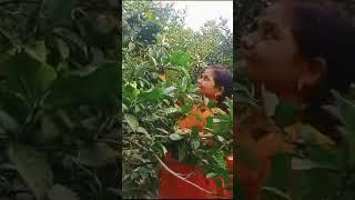 ఆర్గానిక్ జామి తోట#organic jama thota