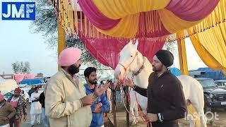 ਮੁਕਤਸਰ ਸਾਹਿਬ ਮੰਡੀ ਚ ਬਹੁਤ ਸੋਹਣੇ ਦੋ ਨੁੱਕਰੇ ਘੋੜੇ