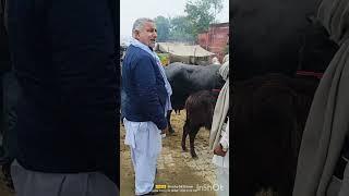 लुट गया बाजार 🐃 सापला रोहतक देखिए पुरी वीडियो