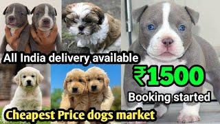 Cheapest dog market in Delhi NCR 2025 | all India delivery| best dog shop near me