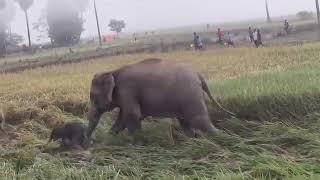 এইয়া বিশ্বনাথ ছাড়িয়া আলী ভিডিওটি শেয়ার করে দেবো যে ডক্টর হিমন্ত বিশ্ব শর্মা কাছে যায় জিমান পারে