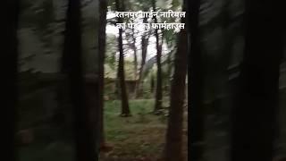 रतनपुर नारियल का पेड़ का फार्महाउस 🌴🏝️renu Rajput 1282