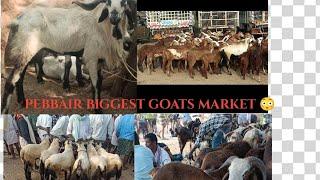 🙆pebbair wanapathi Zilla Telangana biggest sheep market 😳😱పెబ్బైర్ గొర్రెల మార్కెట్  శనివారం,🙏🙏🙏