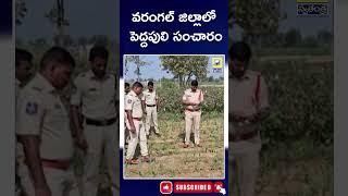 వరంగల్ జిల్లాలో పెద్దపులి సంచారం | Tiger Spotted Roaming in Warangal District | Swatantra TV