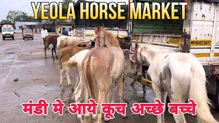 येवला के मनोज भाई ने लाये मंडी 7 बच्चे। क्या क्या है रेट जान लो।Cheapest Horse Market in India