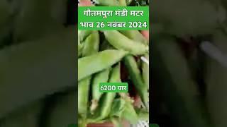 गौतमपुरा मंडी मटर भाव 26 नवंबर 2024