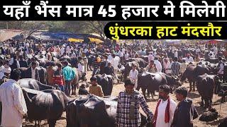 यहाँ भैंस मात्र 45 हजार मे मिलेगी। धुंधरका हाट मंदसौर मध्य प्रदेश।indianAgrovet