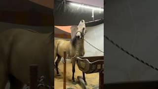 7 crore😱 horse in Pushkar mela