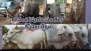 06-10-2024 ఒంగోలు కోడెల రేట్లు # అనంతపురం సంత #dhana agriculture # bulls # subcribe