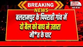 बलरामपुर के पिपराही गांव में दो बैल को बाघ ने उतारा मौ*त के घाट