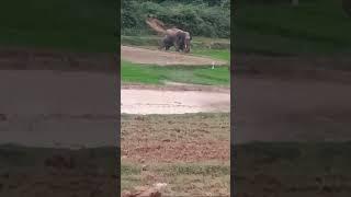 हजारीबाग जिले के दारू थाना क्षेत्र के बडवार में हाथी का उत्पात जारी, वन विभाग कृपया मदद करें।