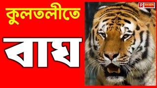 Kultali Tiger News: কুলতলীর মৈপিঠে আবারো বাঘের পায়ের ছাপ ঘিরে আতঙ্ক গ্রামবাসীরা ॥