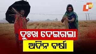 Farmers in Jagatsinghpur Worried as Crops Submerged Due to Continuous Rain