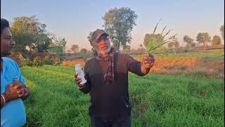 wheat with Agrocel neem action.. સુંદરપર ઇડર