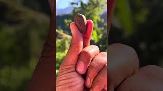 Pecan Nuts in Poonch Jammu and Kashmir ❤️ Ap na yeh Kabhi nhi khya ho gha…? FarhanZubairVlogs