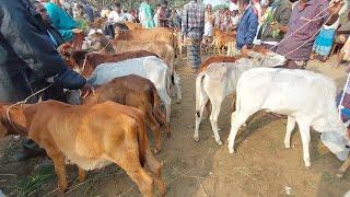 আজ ০৯ জানুয়ারি  ২৫ | সবচেয়ে ছোট ছোট বকনা বাছুর গরুর দাম || রানীগঞ্জ হাট || দিনাজপুর