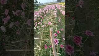 Chapara flower valley, Ranaghat