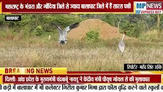 महाराष्ट्र के भंडारा और गोंदिया जिले से ज्यादा बालाघाट जिले में हैं सारस पक्षी