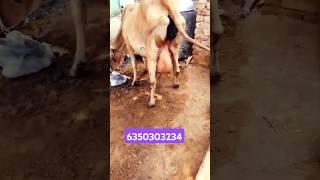 टॉप की साहिवाल गाय बिकाऊ श्रीगंगानगर राजस्थान सिर्फ 45000