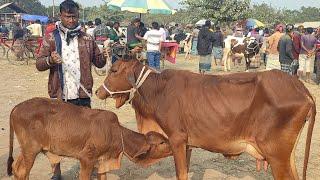 আজ ৯ জানুয়ারি  ২৫ | বাচ্চাসহ শাহিওয়াল গাভী গরুর দাম | রানীগঞ্জ হাট  | দিনাজপুর