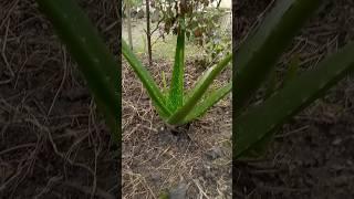 Aloe vera leaf cutting✂🍃