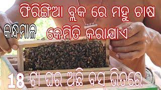 ମହୁ ଚାଷ କେମିତି କରାଯାଏ  ଓ ଏହାକୁ  କେମିତି ରଖାଯାଏ ଫିରିଙ୍ଗିଆ ବ୍ଲକ ଅନ୍ତର୍ଗତ ଜାଜେଶ୍ ପାଙ୍ଗା ଗାଁ