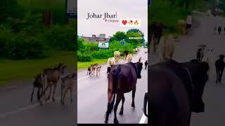 #Johar jharkhand # chatra