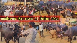 चाळीसगाव म्हैस बाजार live 🔴 21 डिसेंबर 2024