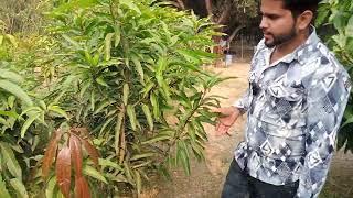 mango malihabad nursery // रंगीन आम के पौधों की सबसे पुरानी व प्रसिद्ध नर्सरी 8009454673