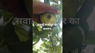 सवाई माधोपुर का  अमरूद guava farming