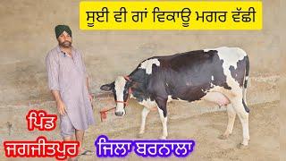 94631,67631 ਸੂਈ ਵੀ ਗਾਂ ਵਿਕਾਊ ਮਗਰ ਵੱਛੀ ਪਿੰਡ ਜਗਜੀਤਪੁਰ ਜਿਲਾ ਬਰਨਾਲਾ गाय cow sale Jeetafarmtvpb19