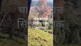 #चाय बागान चम्पावत उत्तराखंड आइए कभी दोस्तो और परिवार के साथ घूमने