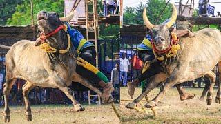 நத்தம் பாரதி சார்பாக. பட்டிணம்பட்டி கருப்பர் குழு VS நெற்குப்பை சுந்தர் பறவை காளை...