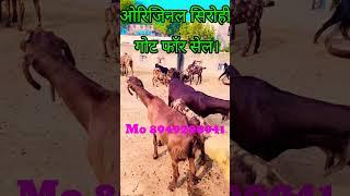 Original Sirohi Goat for Sale.ओरिजिनल सिरोही गोट फॉर सेल। Mo8949200941