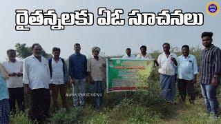 దర్శి మండలంలో రైతన్నలకు ఏ.ఓ.సూచనలు | Mana Darsi News |