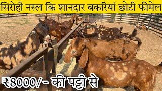 8000/-₹पट्टी से सिरोही बकरी how to start goat  farmingsojat sirohi(India's largest goat farming