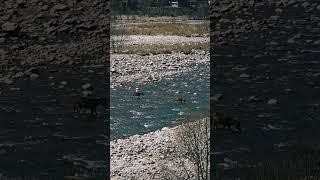 ##horses crossing the paber river from rohru shimla